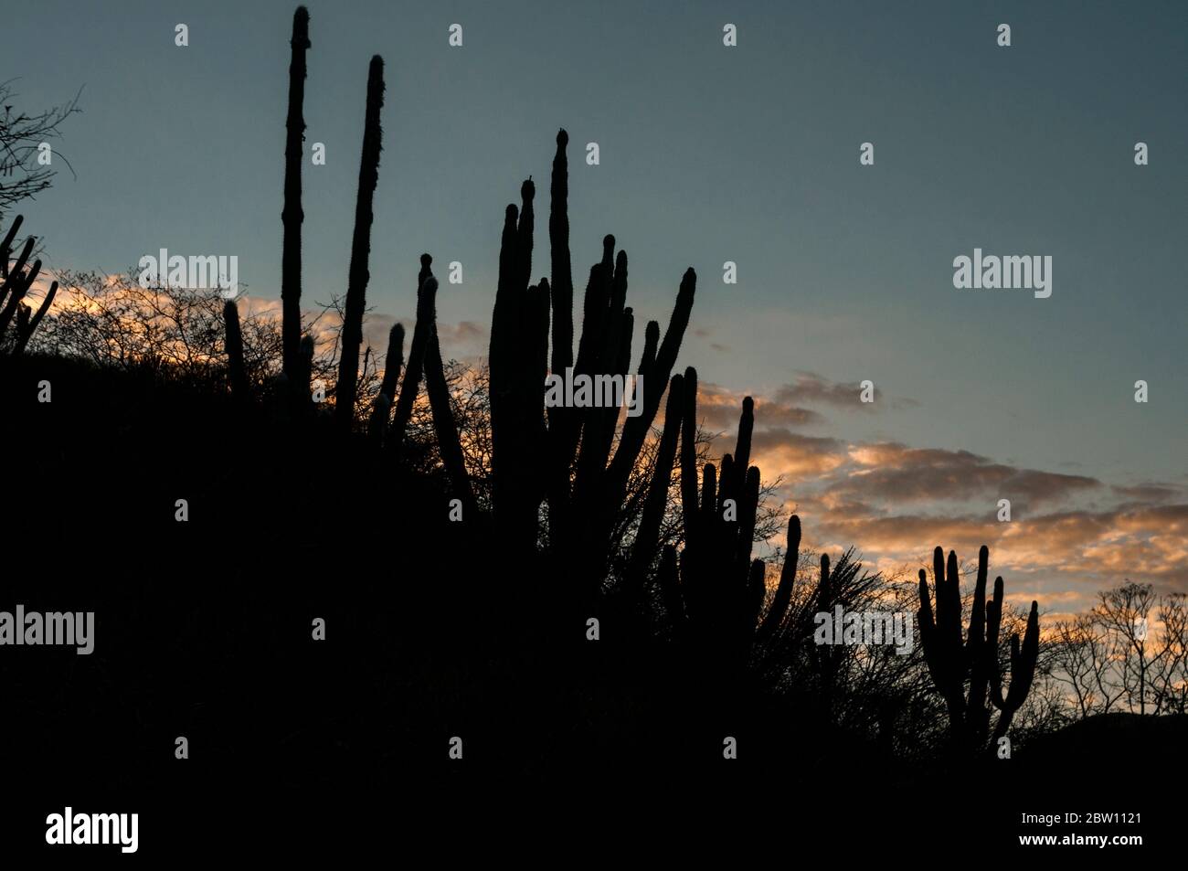 Cactus landscape at sunset Stock Photo