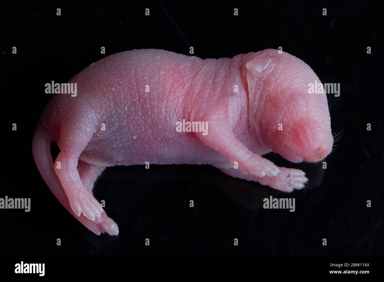 Portrait Of Baby Rat On A Black Background Stock Photo Alamy
