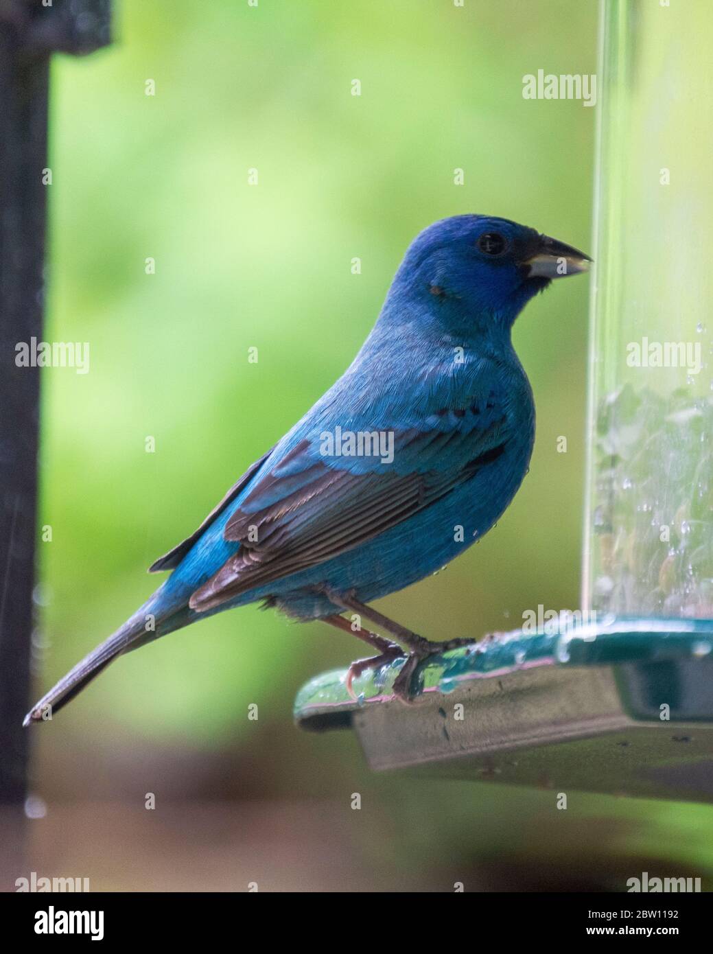 A male Indigo Bunting perches on the side of a feeder.  Close up view. Stock Photo