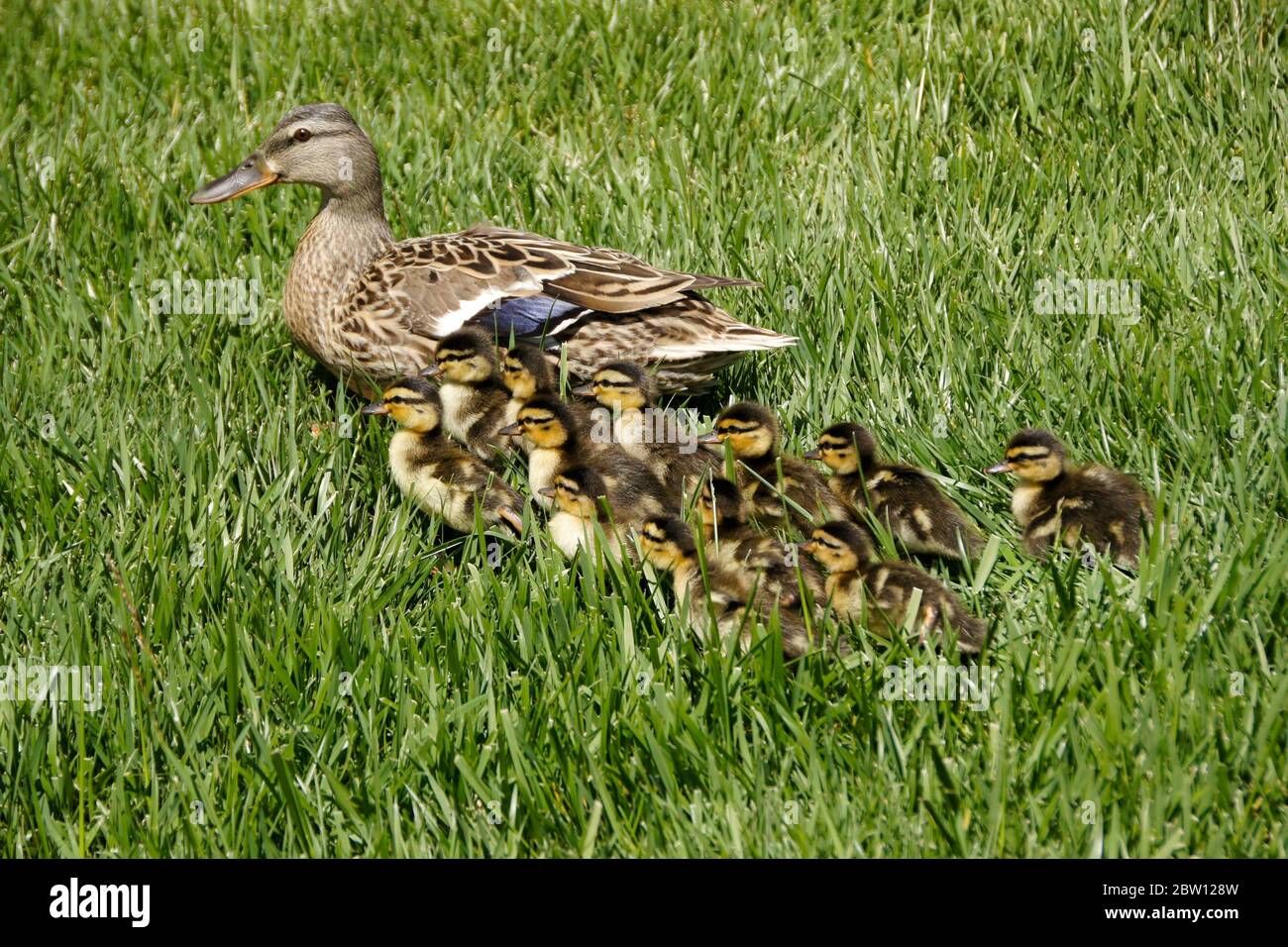 A female (hen) mallard duck leads her brood of 12 small ducklings through grass in Southern California Stock Photo