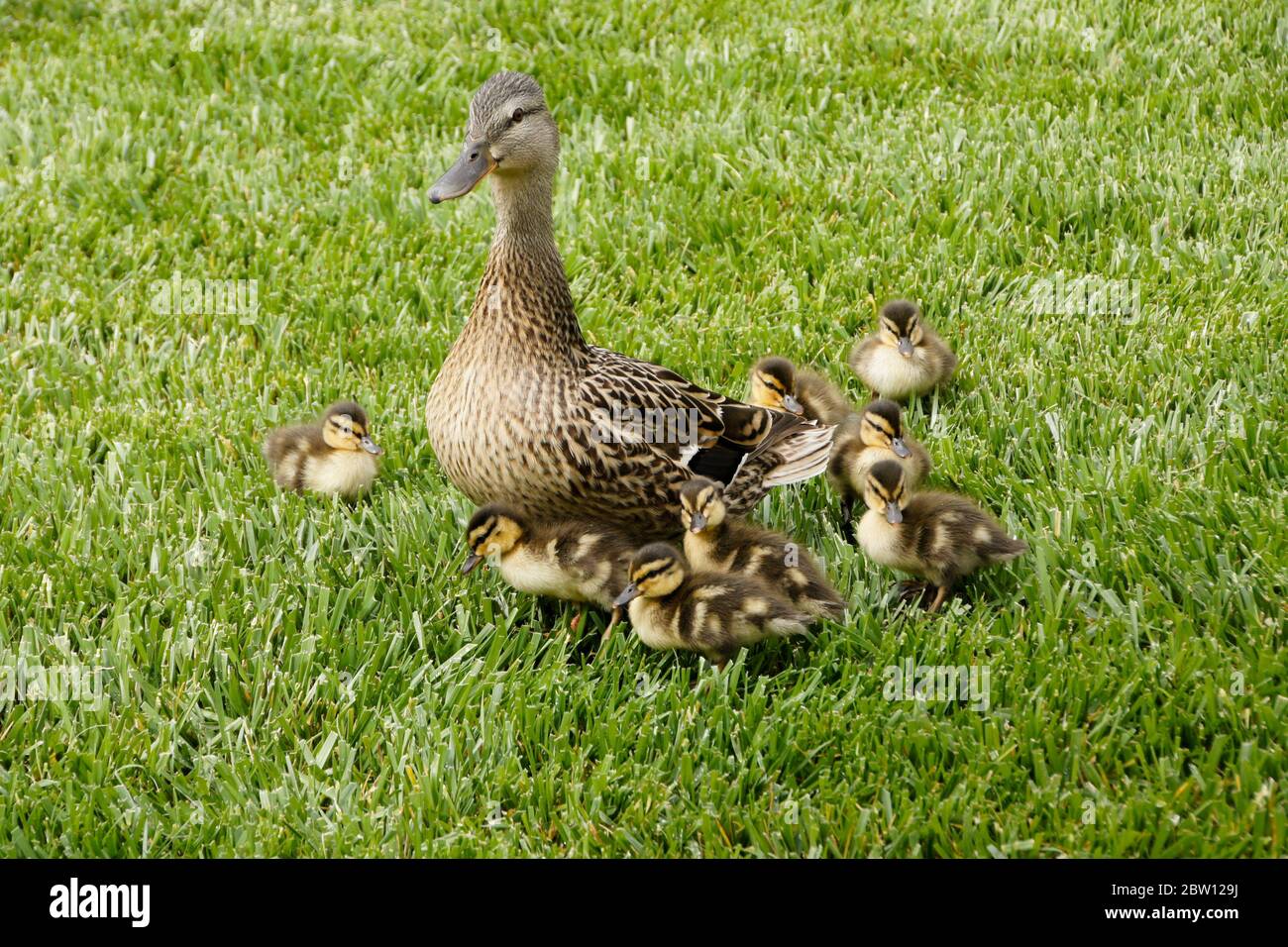 A female (hen) mallard duck watches over her brood of eight small ducklings in Southern California Stock Photo