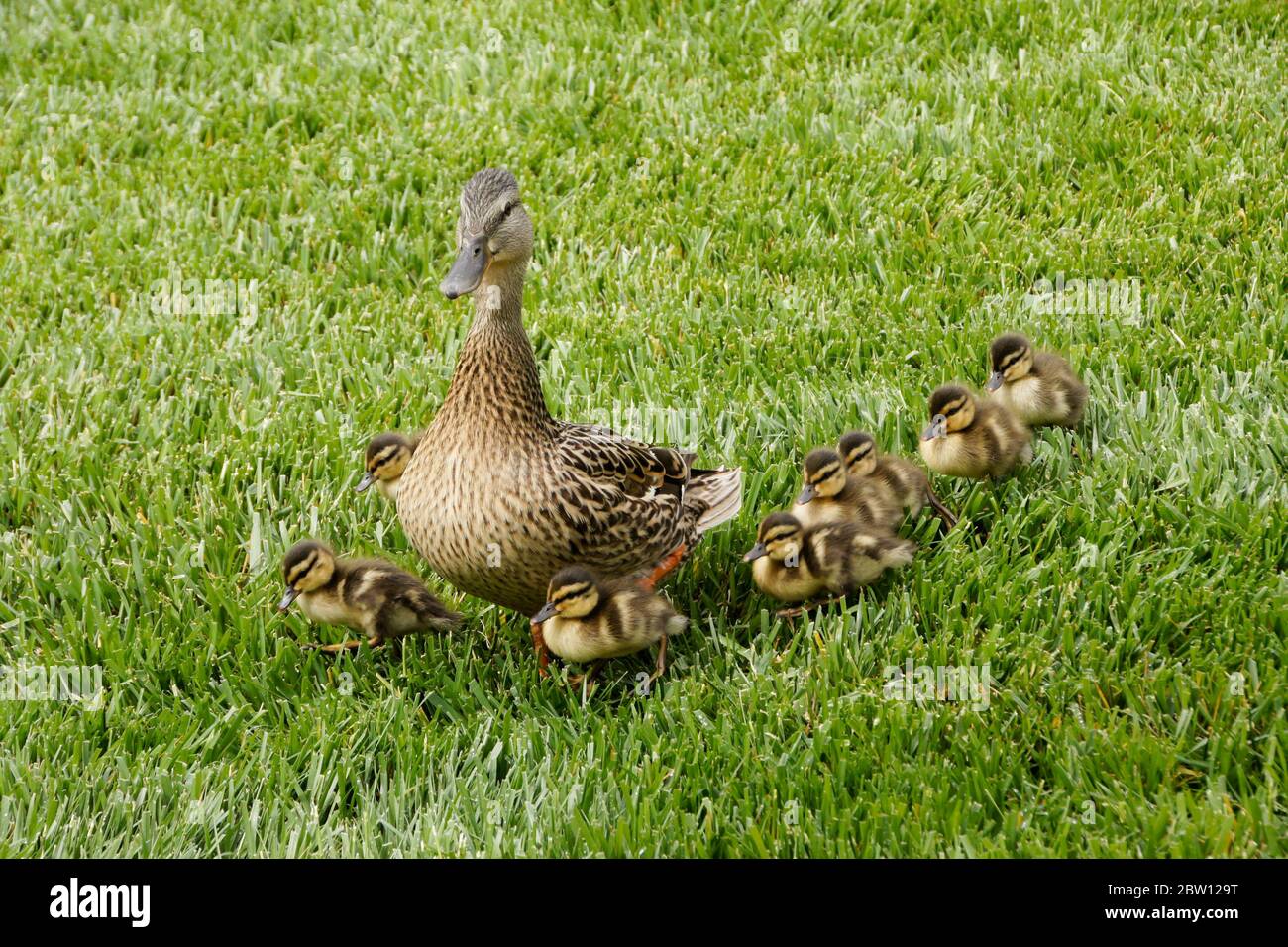 A female (hen) mallard duck leads her brood of eight small ducklings through grass in Southern California Stock Photo