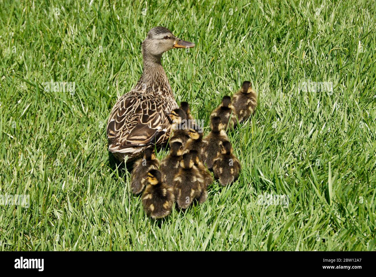 A female (hen) mallard duck and her brood of 12 small ducklings in Southern California Stock Photo