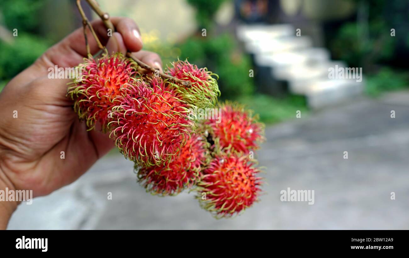 Hand holding mangosteen hi-res stock photography and images - Alamy