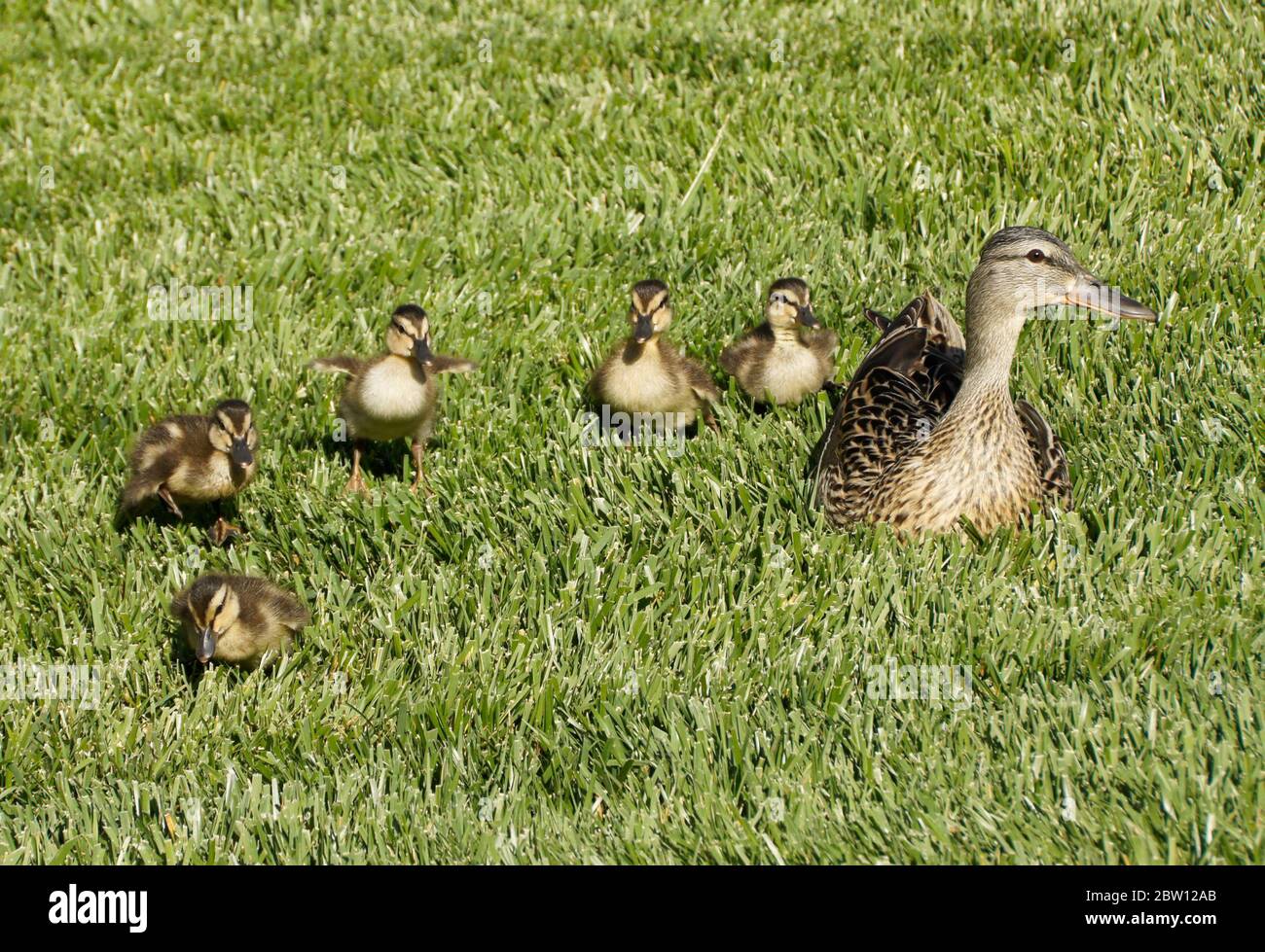 A female (hen) mallard duck watches over her brood of five small ducklings in Southern California Stock Photo