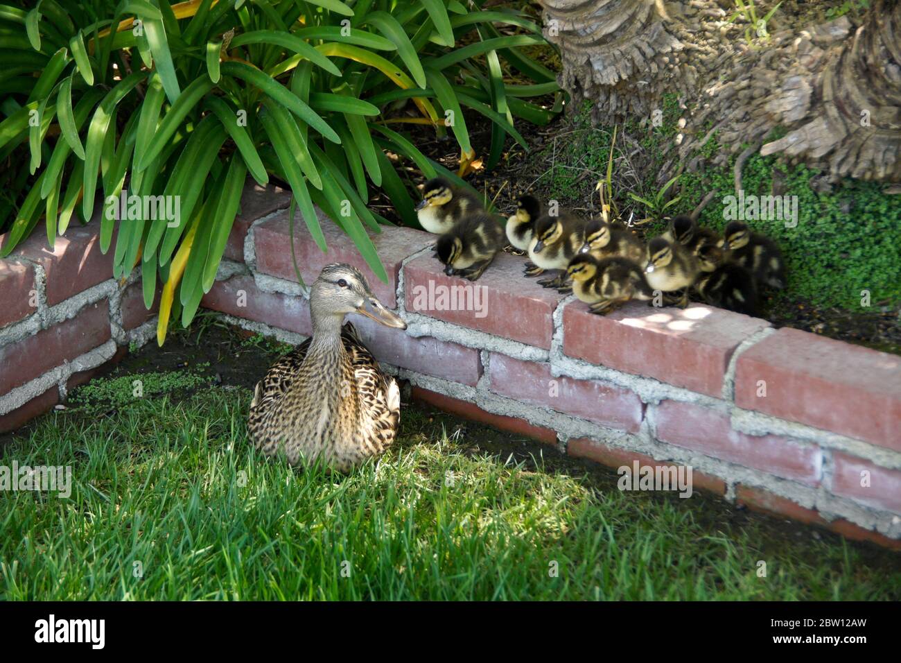 A female (hen) mallard duck and her brood of ten small ducklings in a Southern California backyard Stock Photo