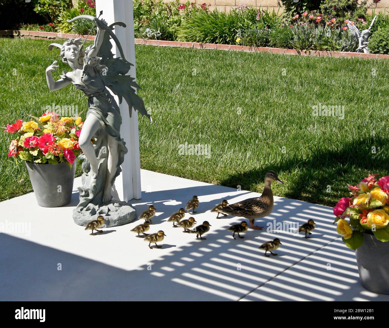 A female (hen) mallard duck and her brood of 12 small ducklings on the patio in the backyard of a Southern California home Stock Photo