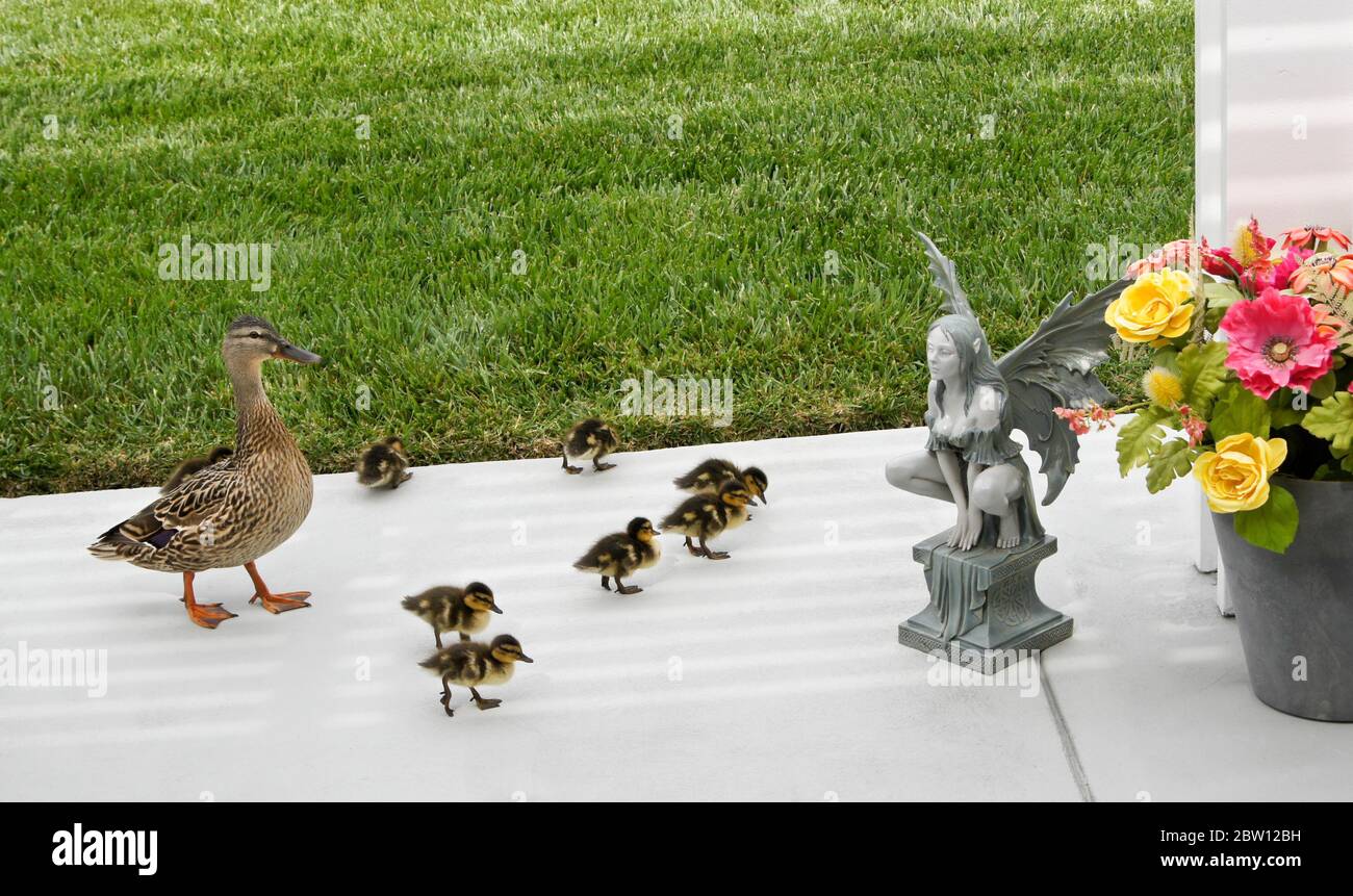 A female (hen) mallard duck and her brood of eight small ducklings on the patio in the backyard of a Southern California home Stock Photo