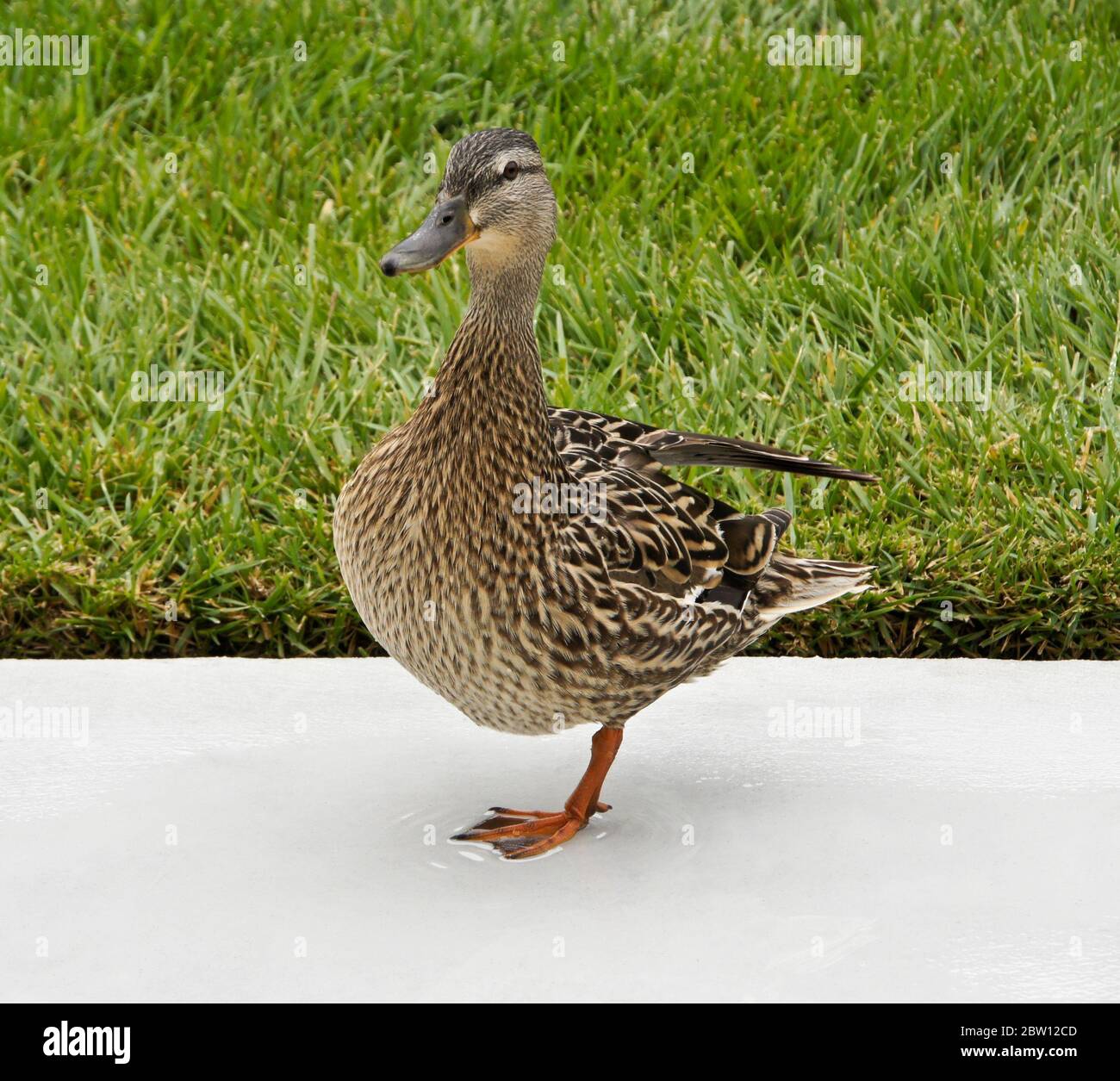 Female (hen) mallard duck standing on one leg on patio in backyard of Southern California home Stock Photo