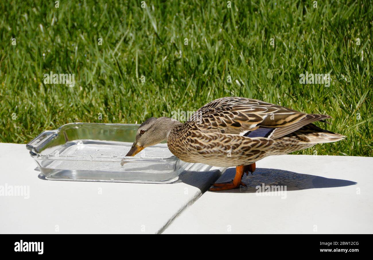 Female (hen) mallard duck drinking fresh water from bowl on patio in backyard of Southern California home Stock Photo
