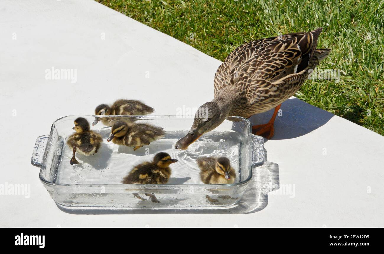 Female (hen) mallard duck and ducklings drinking and resting in bowl of fresh water on patio in backyard of Southern California home Stock Photo