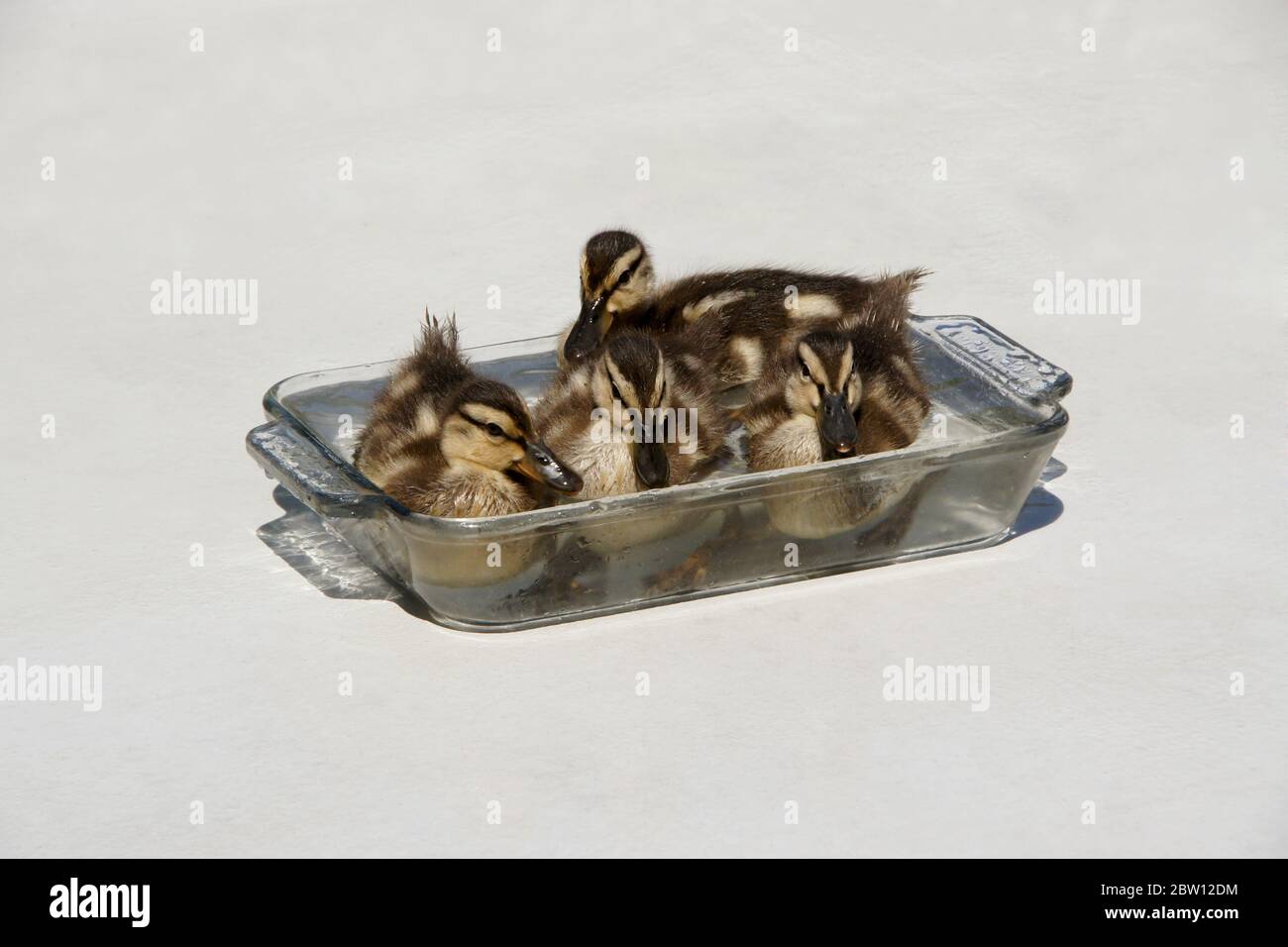 Four mallard ducklings resting in bowl of fresh water on patio in backyard of Southern California home Stock Photo