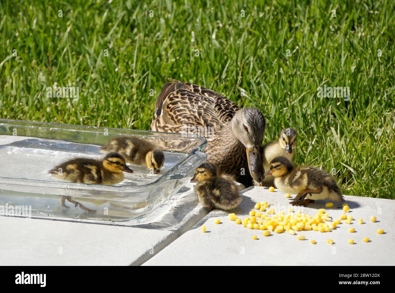 Female (hen) mallard duck and ducklings eating frozen corn near bowl of fresh water on patio in backyard of Southern California home Stock Photo