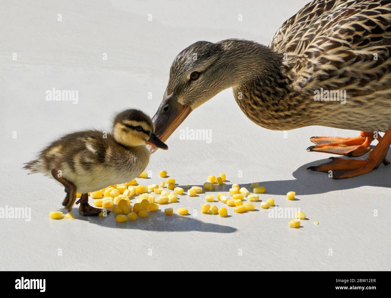 Female (hen) mallard duck and duckling eating frozen corn on patio in backyard of Southern California home Stock Photo