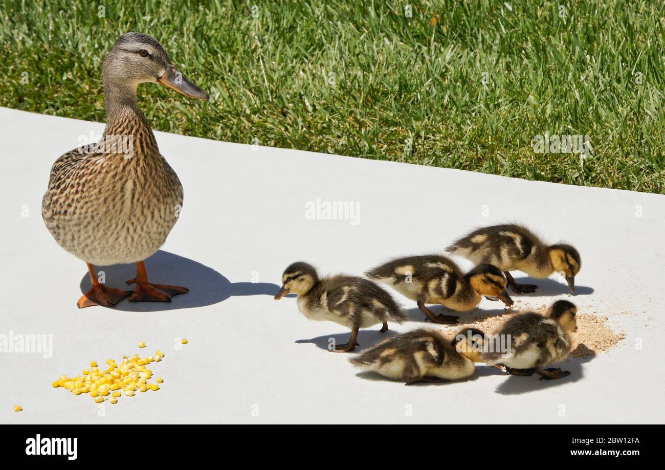Female (hen) mallard duck and ducklings eating frozen corn and poultry feed on patio in backyard of Southern California home Stock Photo