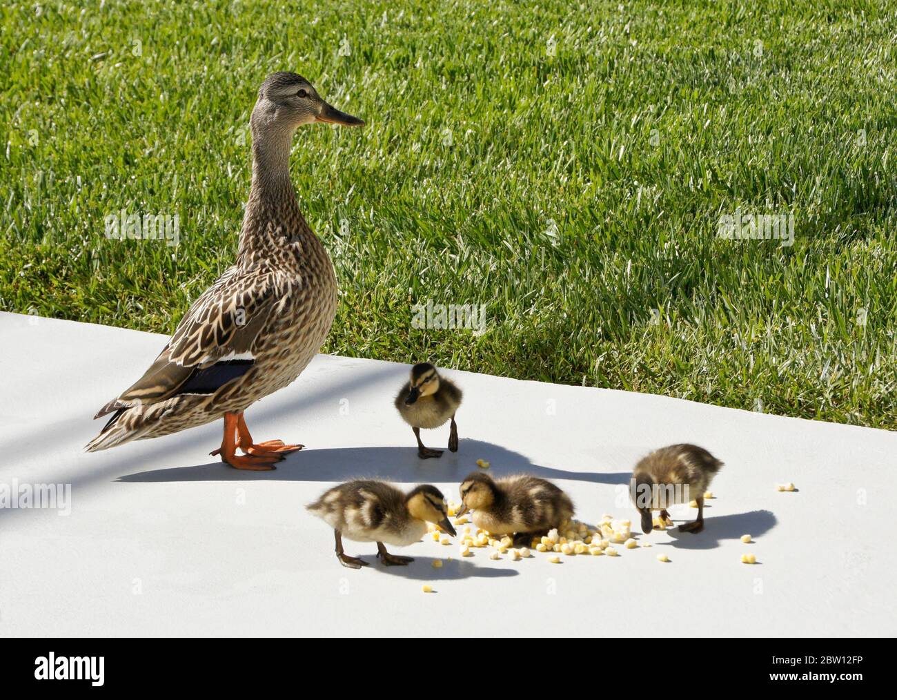 Female (hen) mallard duck and ducklings eating frozen corn on patio in