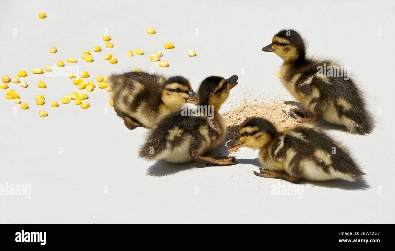 Mallard ducklings eating poultry feed and corn on patio in backyard of Southern California home Stock Photo