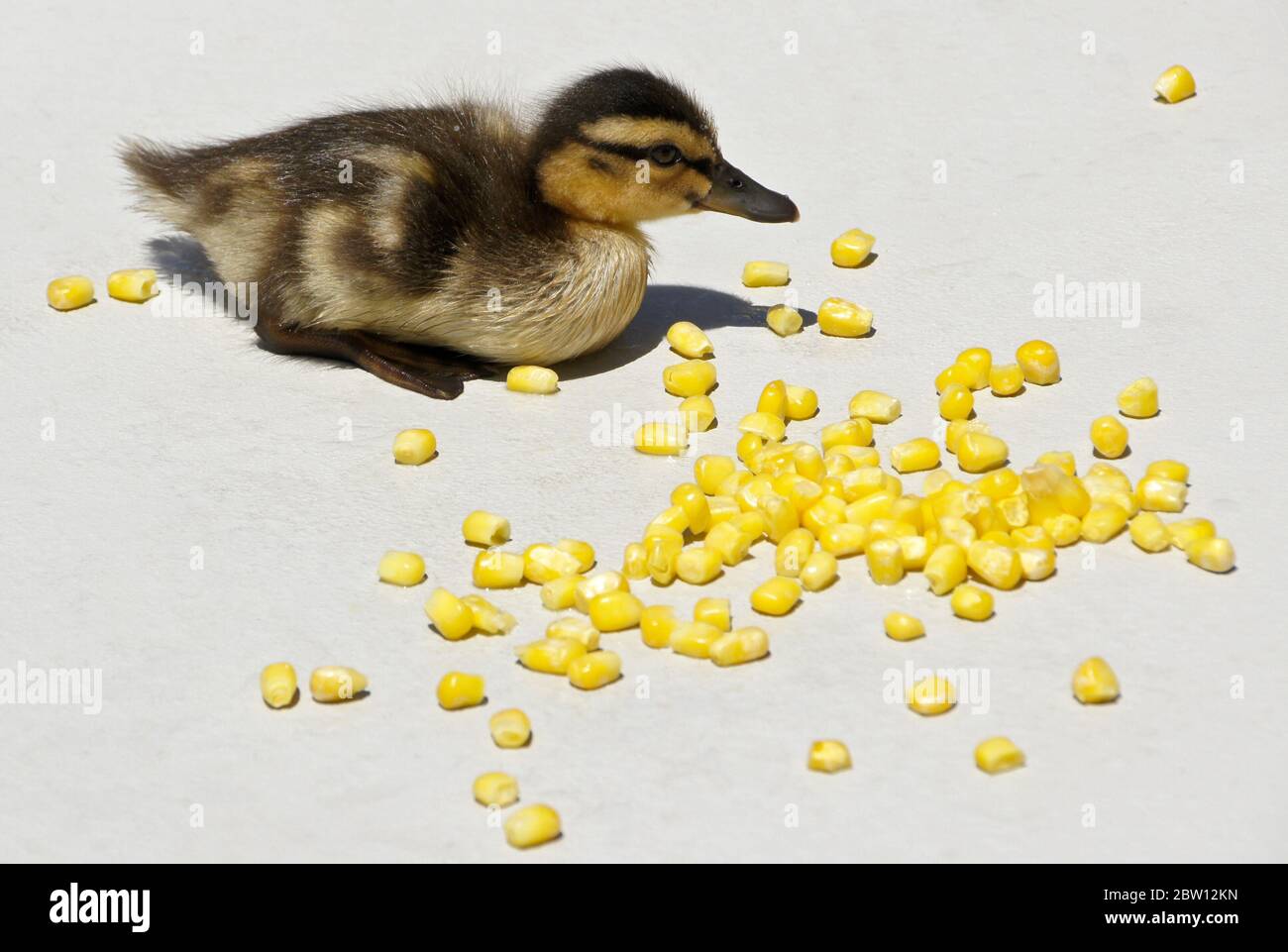 Mallard duckling eating corn on patio in backyard of Southern California home Stock Photo