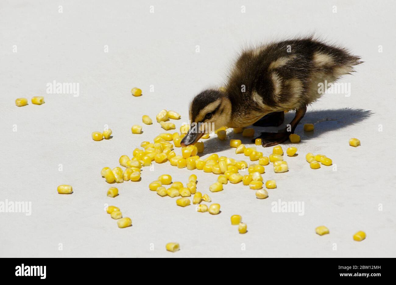 Mallard duckling eating corn on patio in backyard of Southern