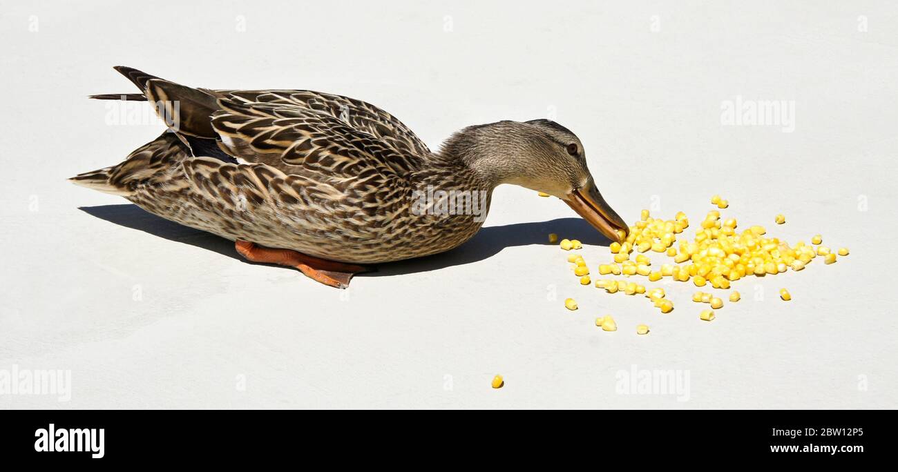 Female (hen) mallard duck eating frozen corn on patio in backyard of Southern California home Stock Photo