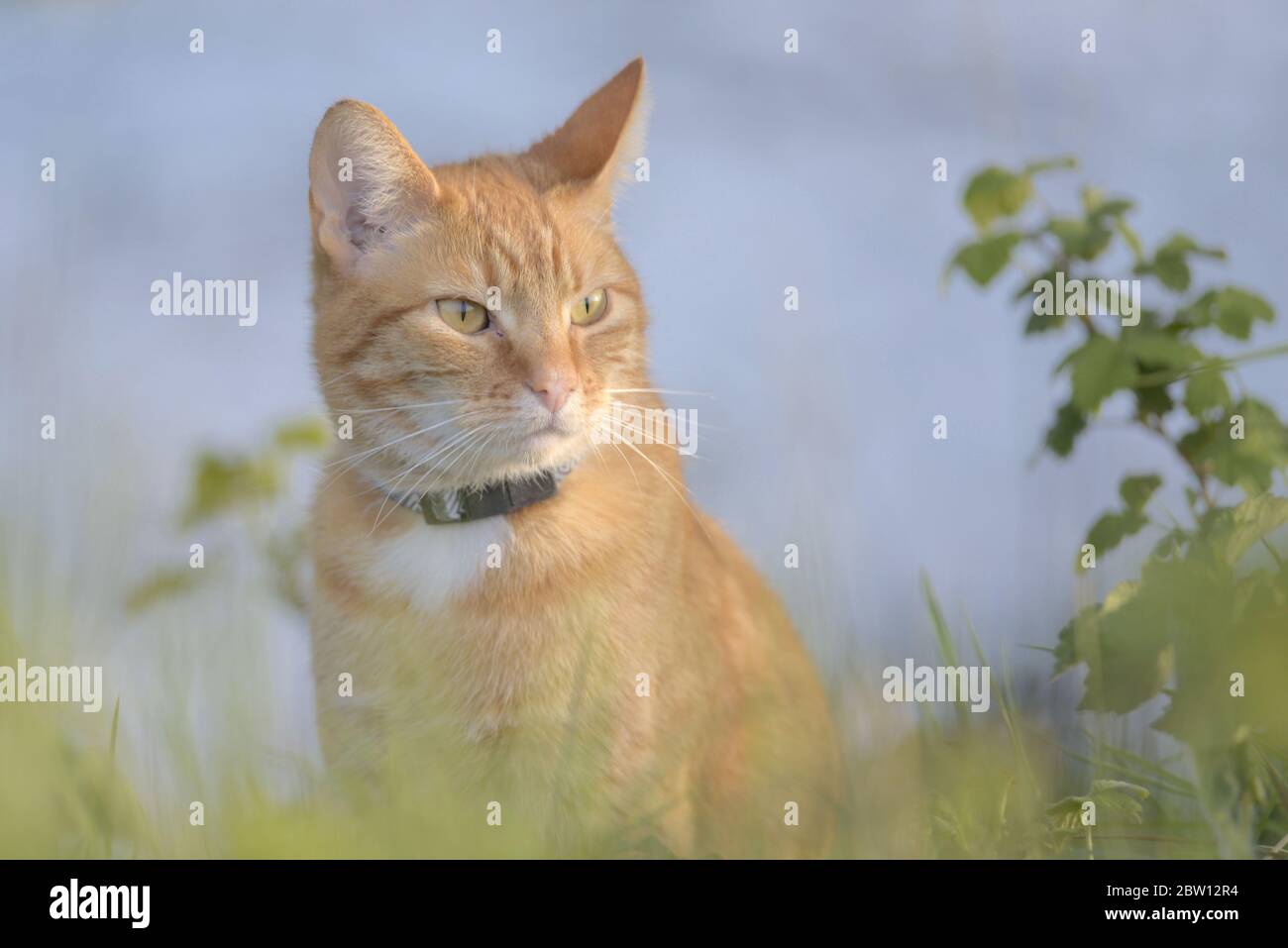 Orange tabby cat is poised among foliage, staring into the distance. The blueish background is provided by the pond that the plants all surround. Stock Photo
