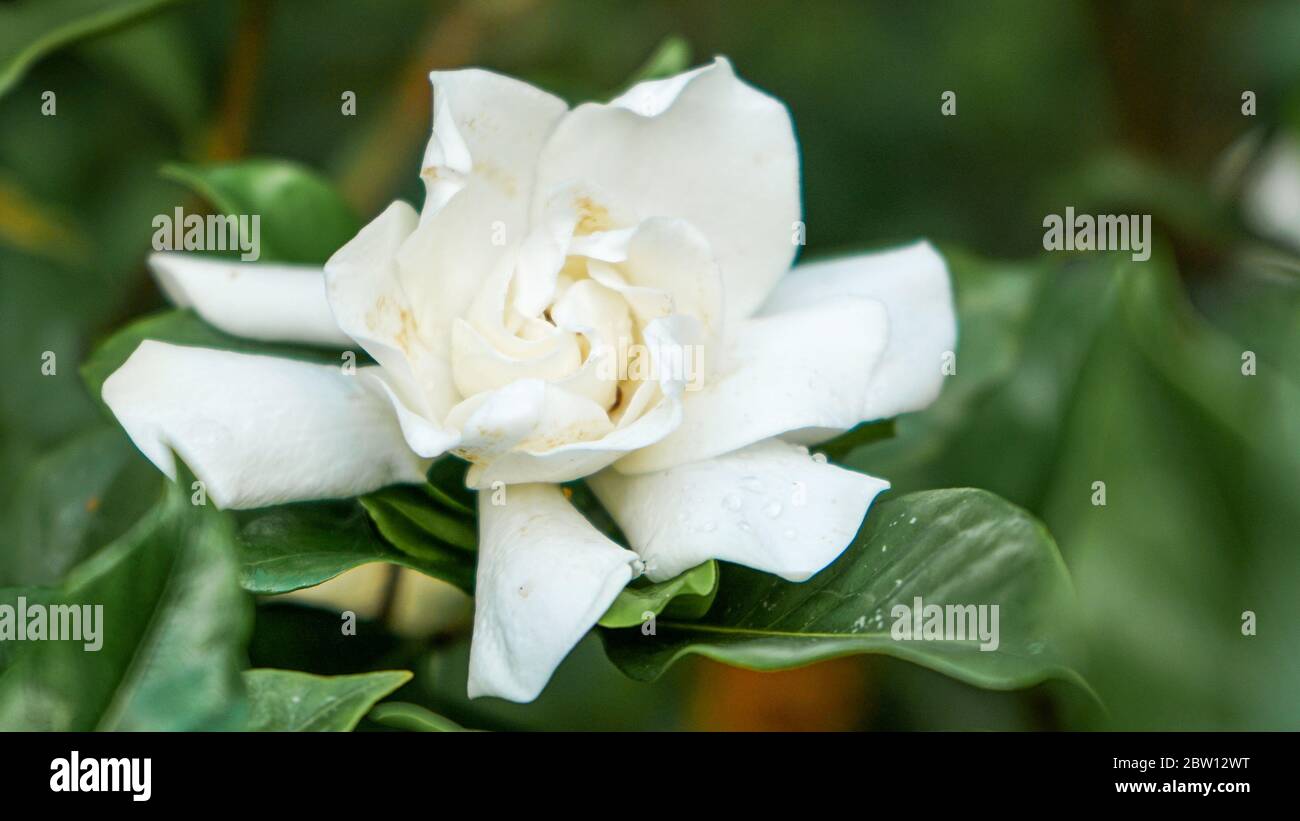 Big jasmine flower is blooming Stock Photo