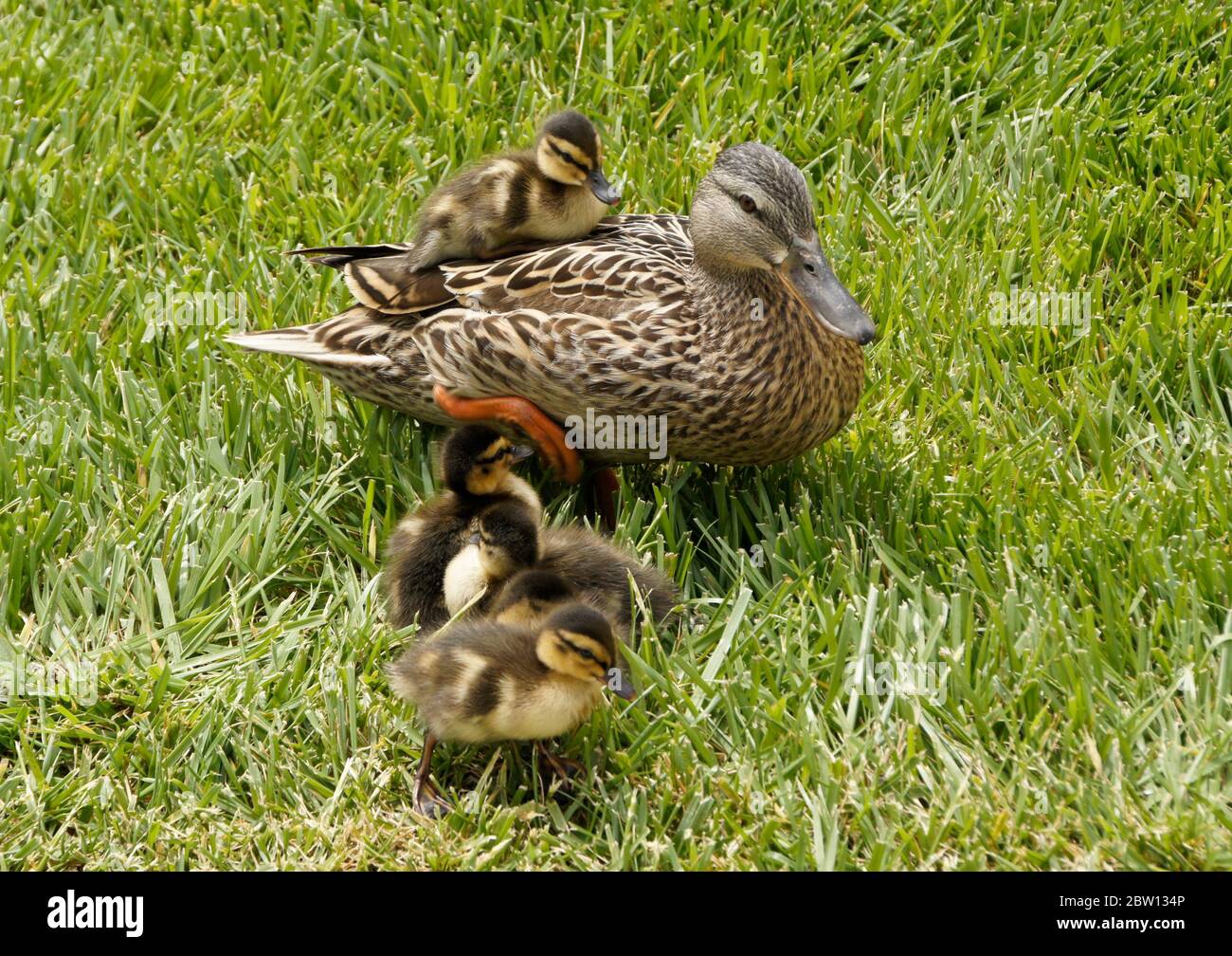 Female (hen) mallard duck and ducklings walking in grass and one riding on her back, Southern California Stock Photo