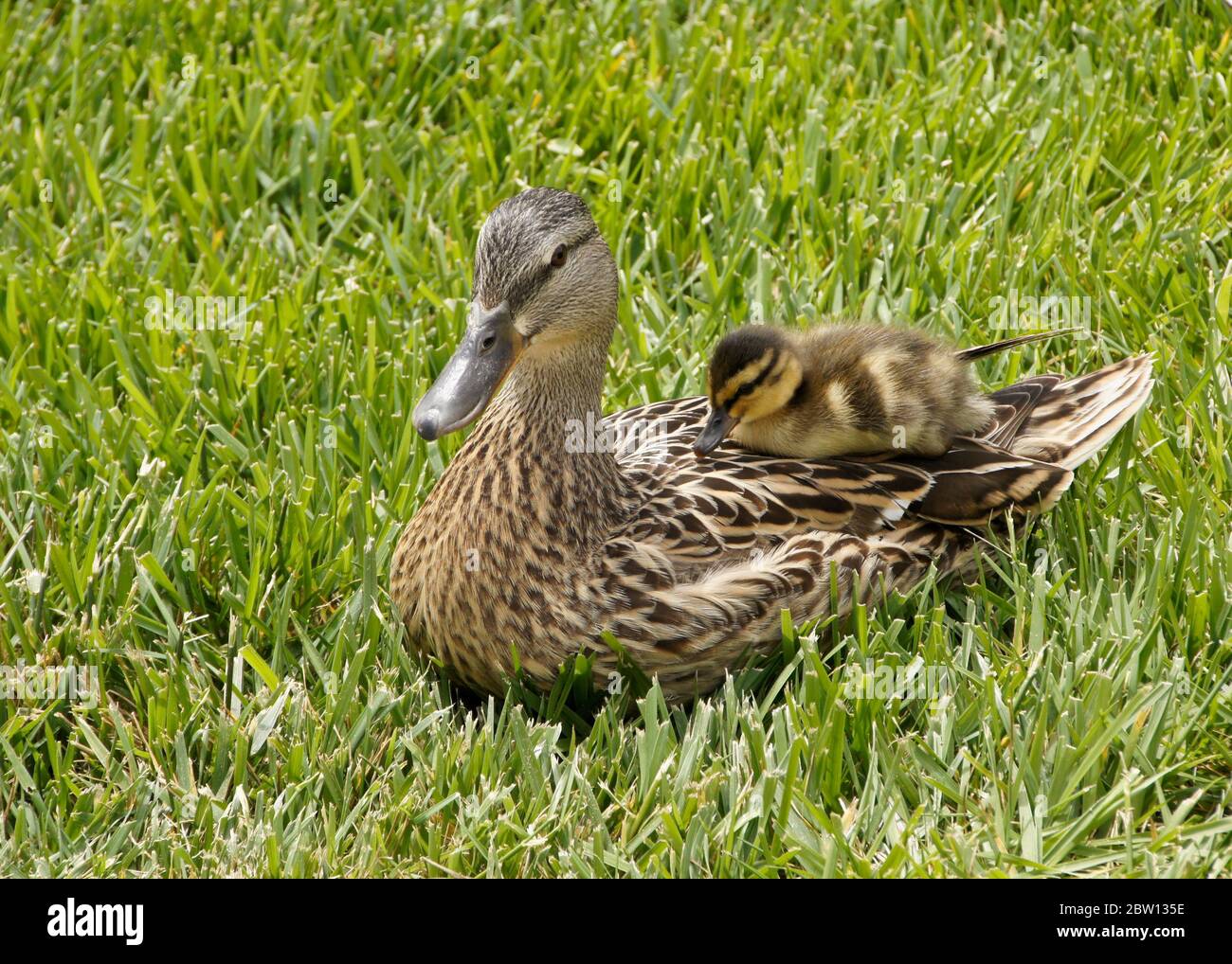 Female (hen) mallard duck resting in grass with duckling sitting on her back, Southern California Stock Photo