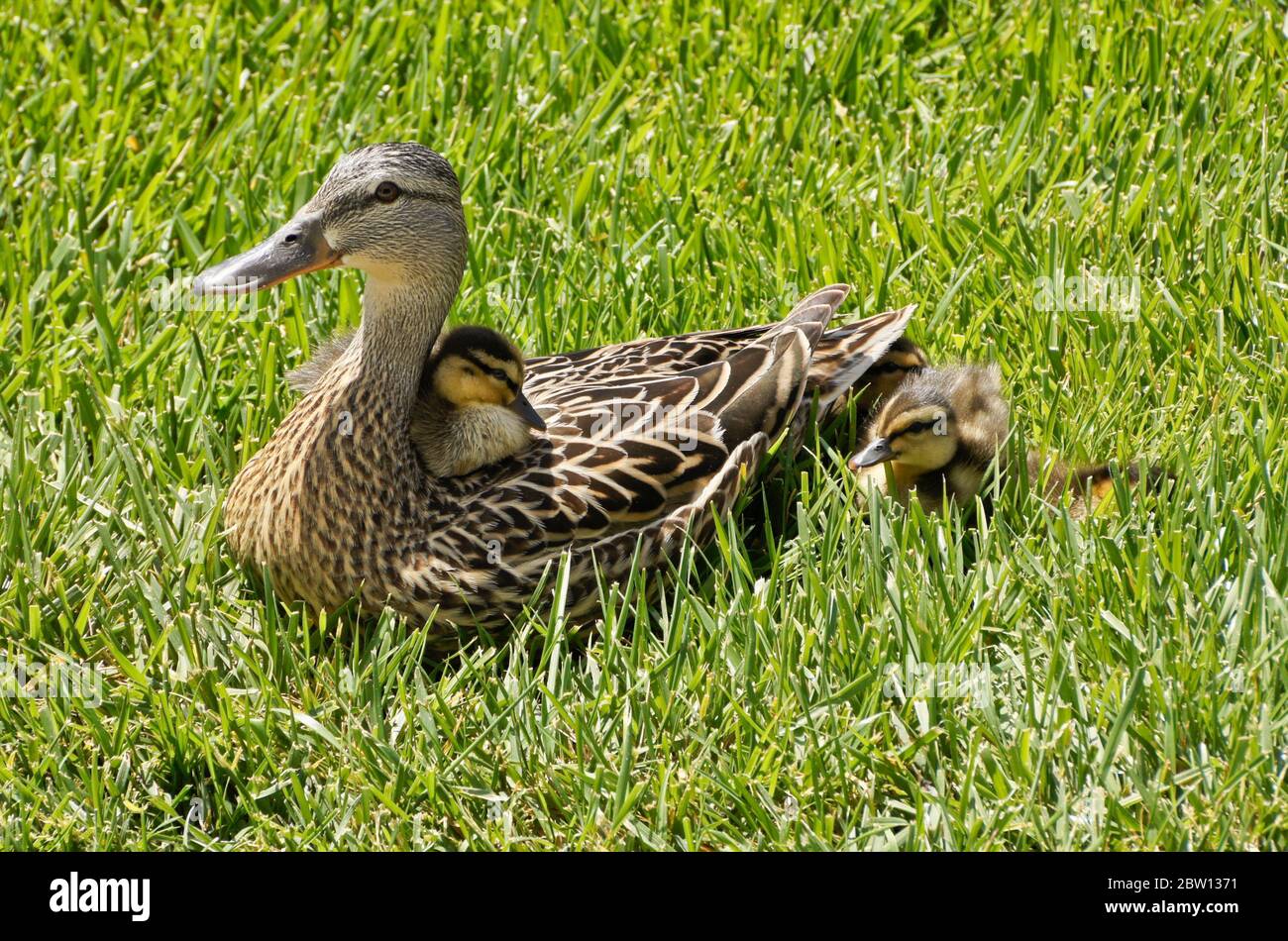 Female (hen) mallard duck and ducklings resting in grass with one duckling sitting on her back, Southern California Stock Photo