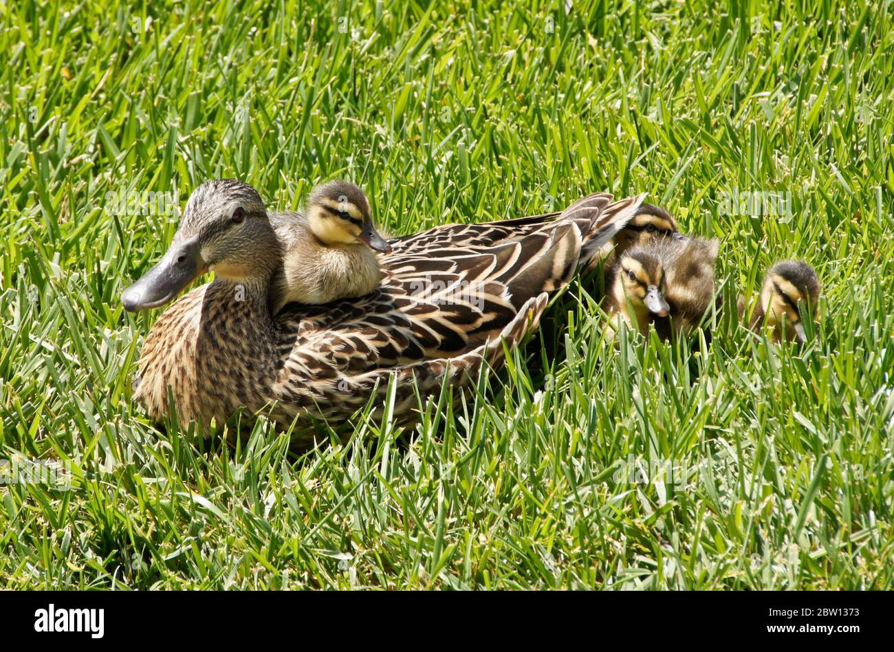 Female (hen) mallard duck and ducklings resting in grass with one duckling sitting on her back, Southern California Stock Photo