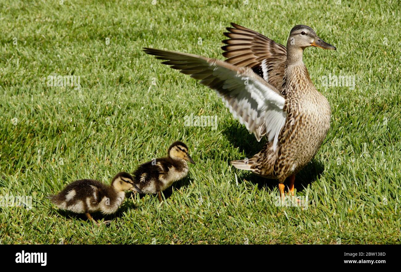 Mallard ducklings with crops full of stored food standing in grass next to female (hen) stretching and flapping her wings, Southern California Stock Photo