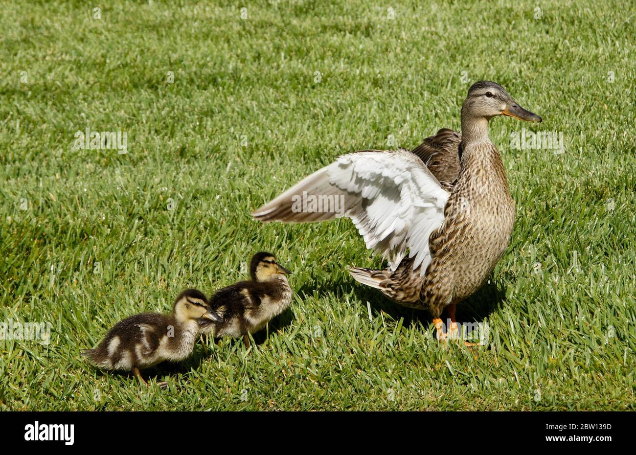 Mallard ducklings with crops full of stored food standing in grass next to female (hen) stretching and flapping her wings, Southern California Stock Photo