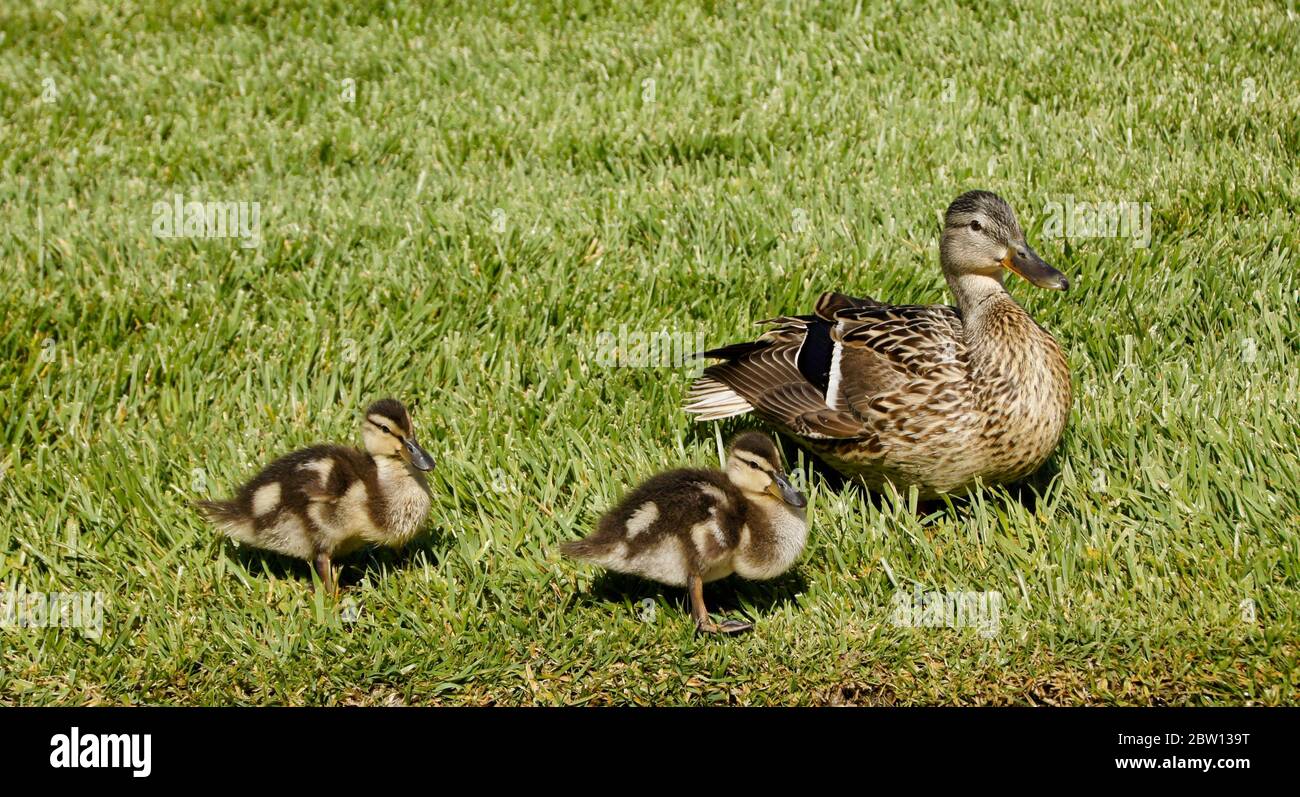 Mallard ducklings with crops full of stored food standing in grass next to female (hen), Southern California Stock Photo