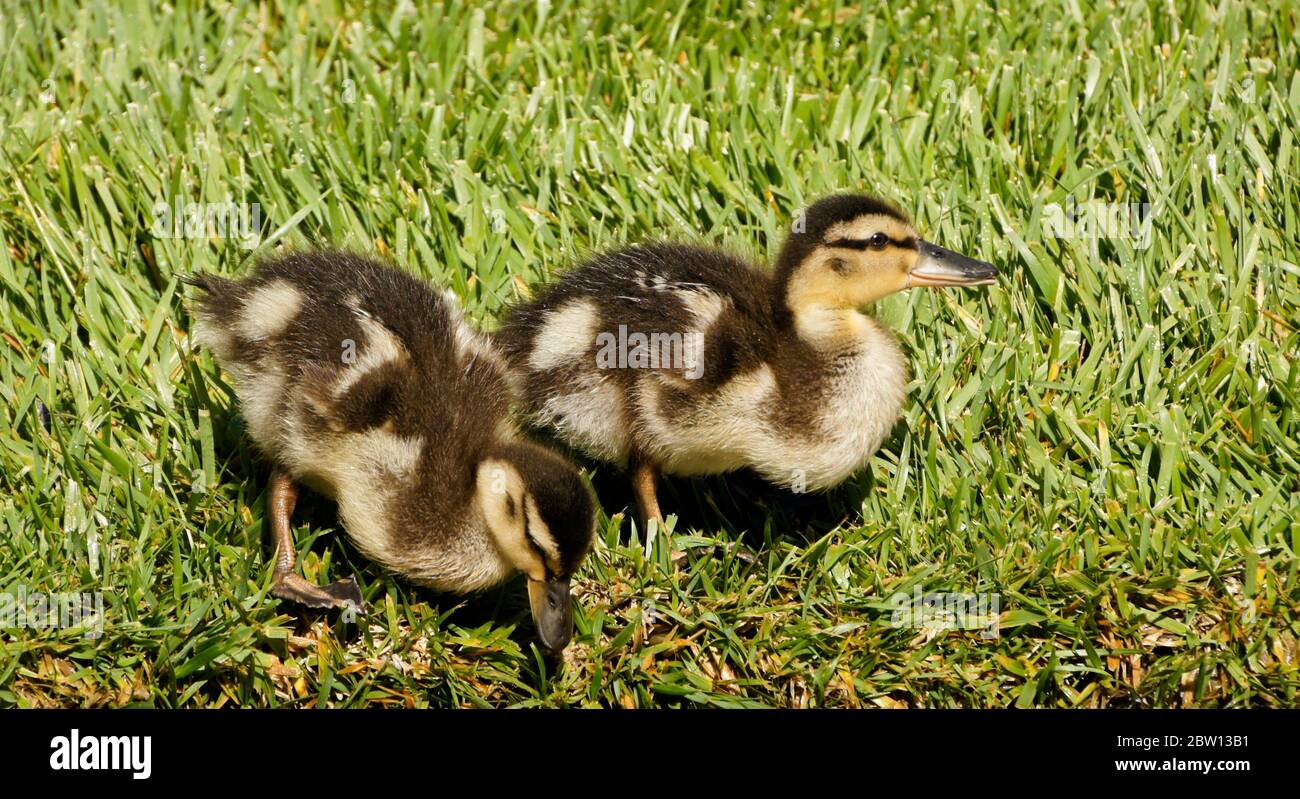 Mallard ducklings with crops full of stored food foraging in grass, Southern California Stock Photo