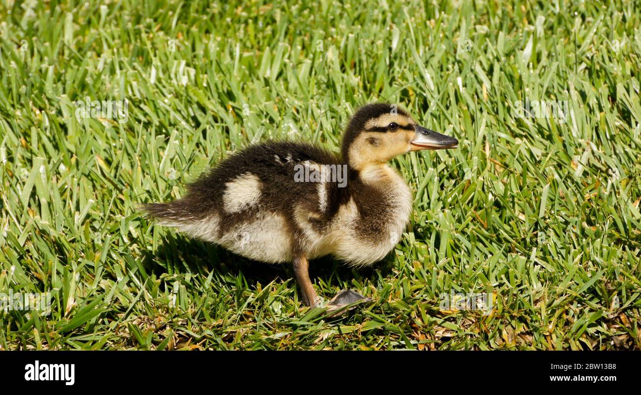 Mallard duckling with crop full of stored food standing in grass, Southern California Stock Photo