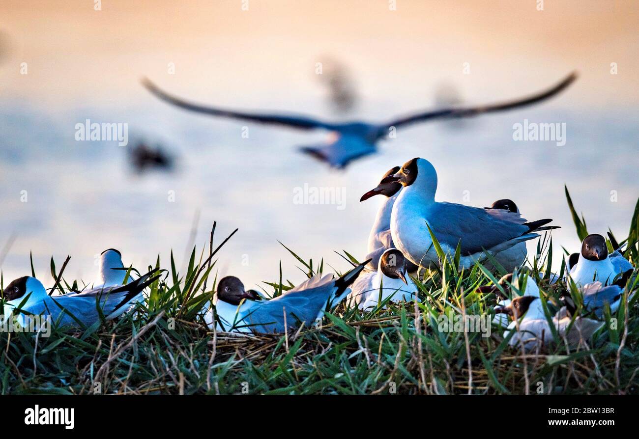 Beijing, China's Shaanxi Province. 28th May, 2020. Relict gulls (larus relictus) are seen at the Hongjiannao Lake in Shenmu, northwest China's Shaanxi Province, May 28, 2020. The Hongjiannao Lake, a desert freshwater lake in Shenmu, attracts lots of relict gulls to inhabit and multiply here from April to August each year. Credit: Tao Ming/Xinhua/Alamy Live News Stock Photo