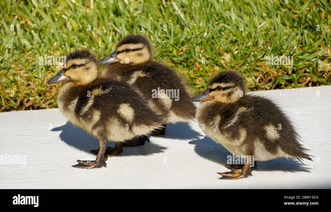 Three mallard ducklings standing on patio in backyard of Southern California home Stock Photo
