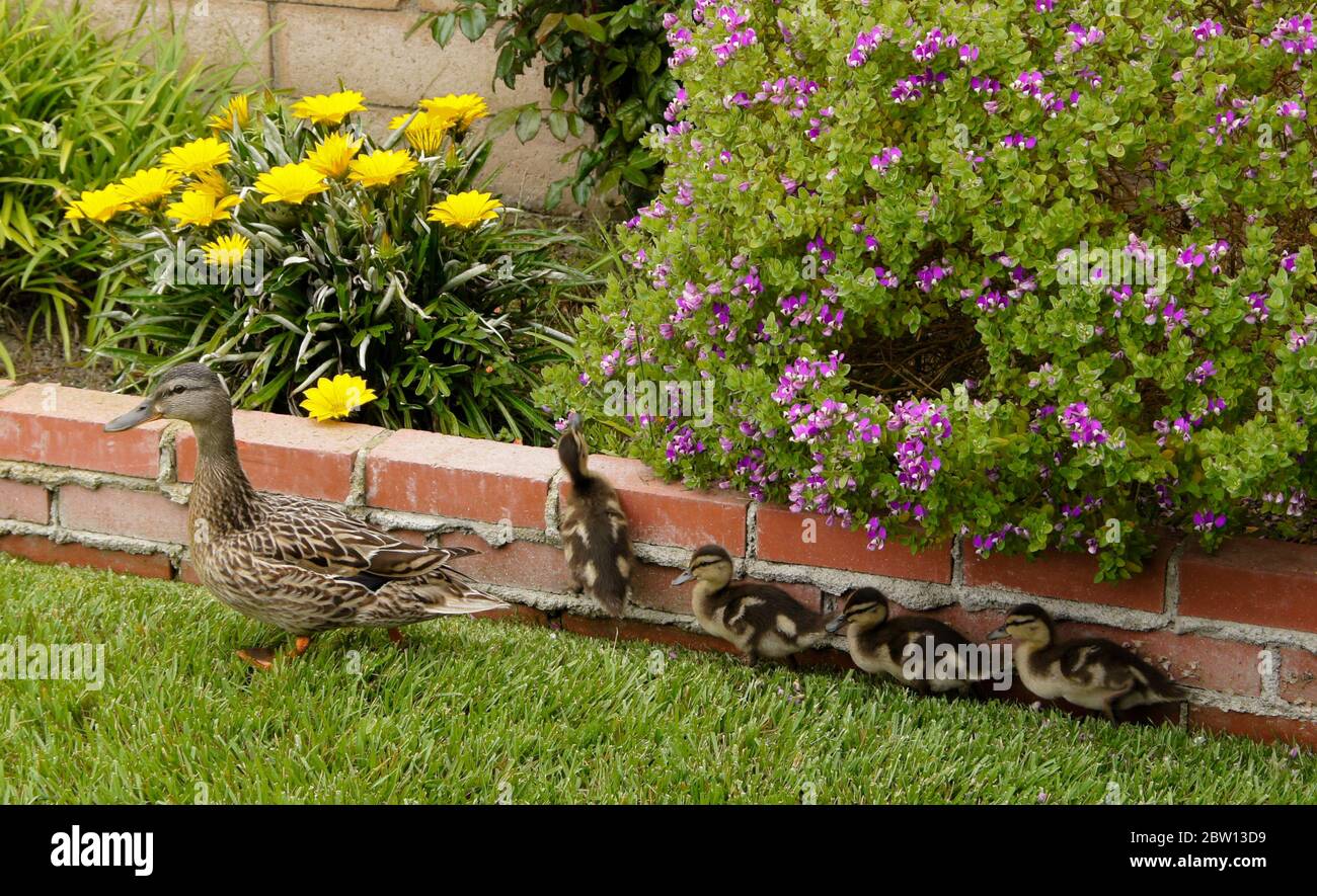 Female Hen Mallard Duck With Ducklings In Backyard Of Southern California Home Stock Photo Alamy