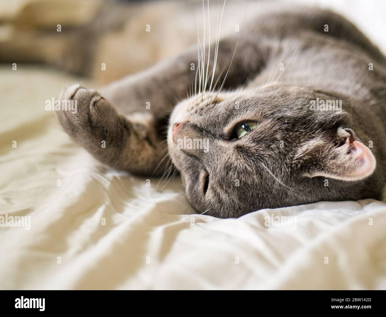 Gray tabby cat lying on bed. Stock Photo