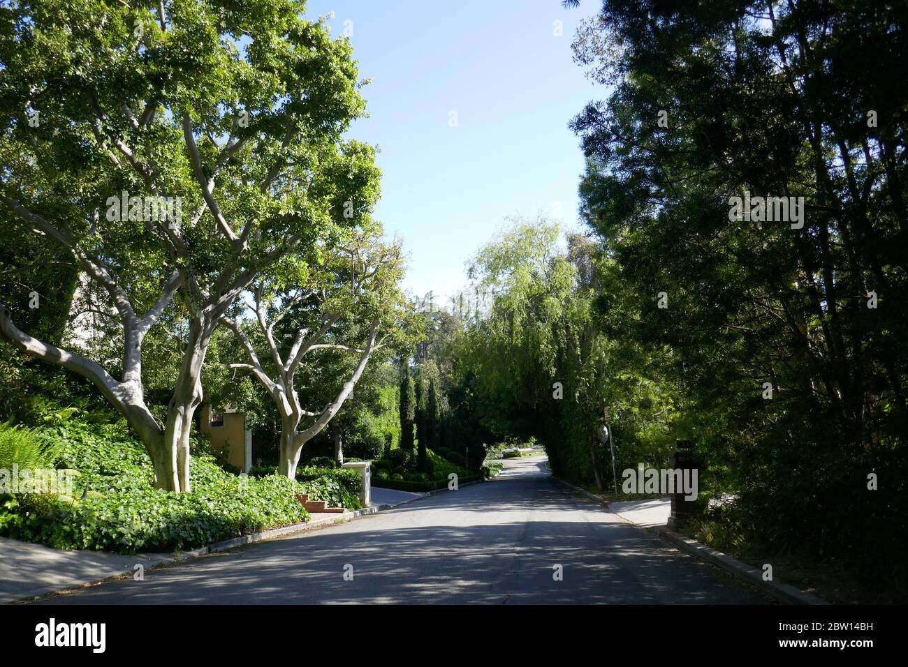 Beverly Hills, California, USA 28th May 2020 A general view of atmosphere Trees and street on May 28, 2020 in Beverly Hills, California, USA. Photo by Barry King/Alamy Stock Photo Stock Photo