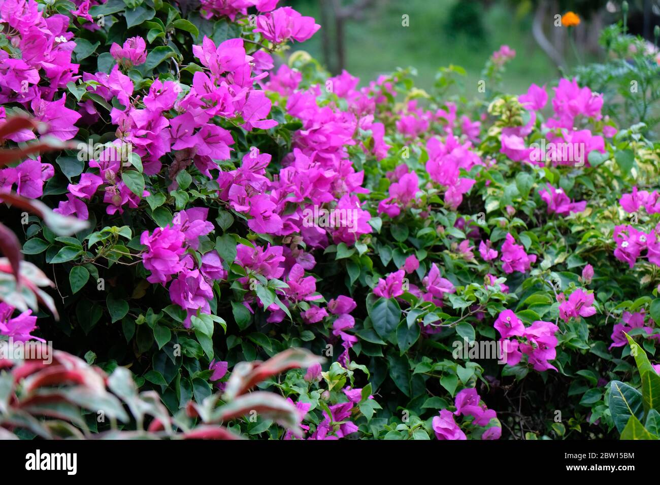 Bougainville is a popular ornamental plant. The shape is a small tree that is difficult to grow upright. Stock Photo