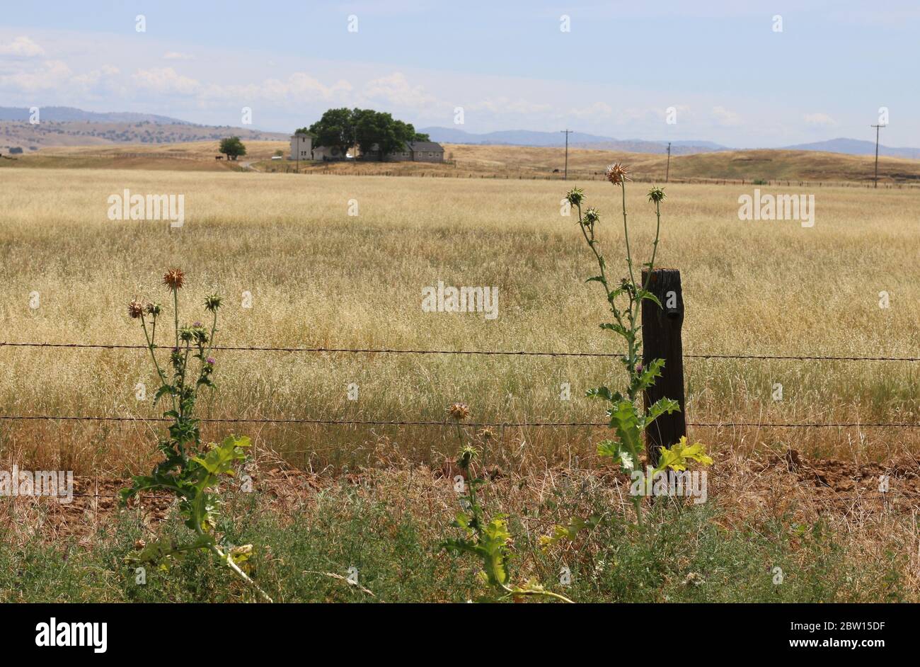Vast fields of grazing pasture, with the Sierra Nevada Mountains in the distance, framed by fencing Stock Photo