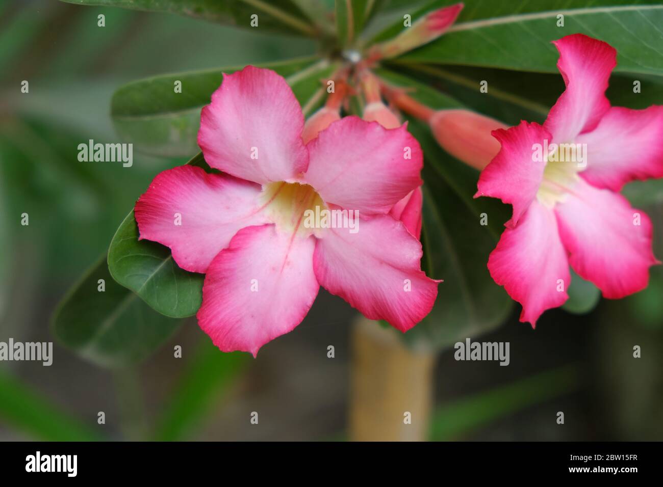 Adenium obesum is a species of flowering plant in the dogbane family, Apocynaceae, that is native to the Sahel regions, south of the Sahara Stock Photo