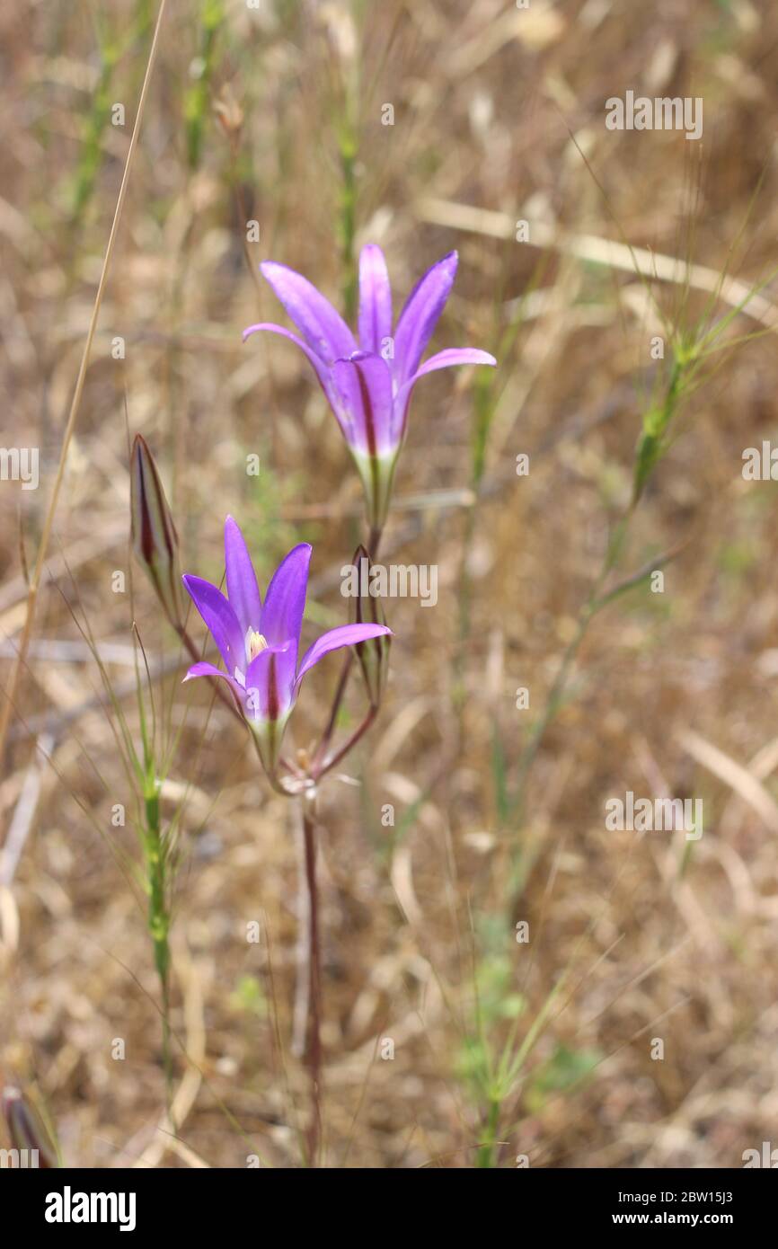 Purple California wildflower, brodiaea filifolia, growing in a field of grasses, spring. Stock Photo