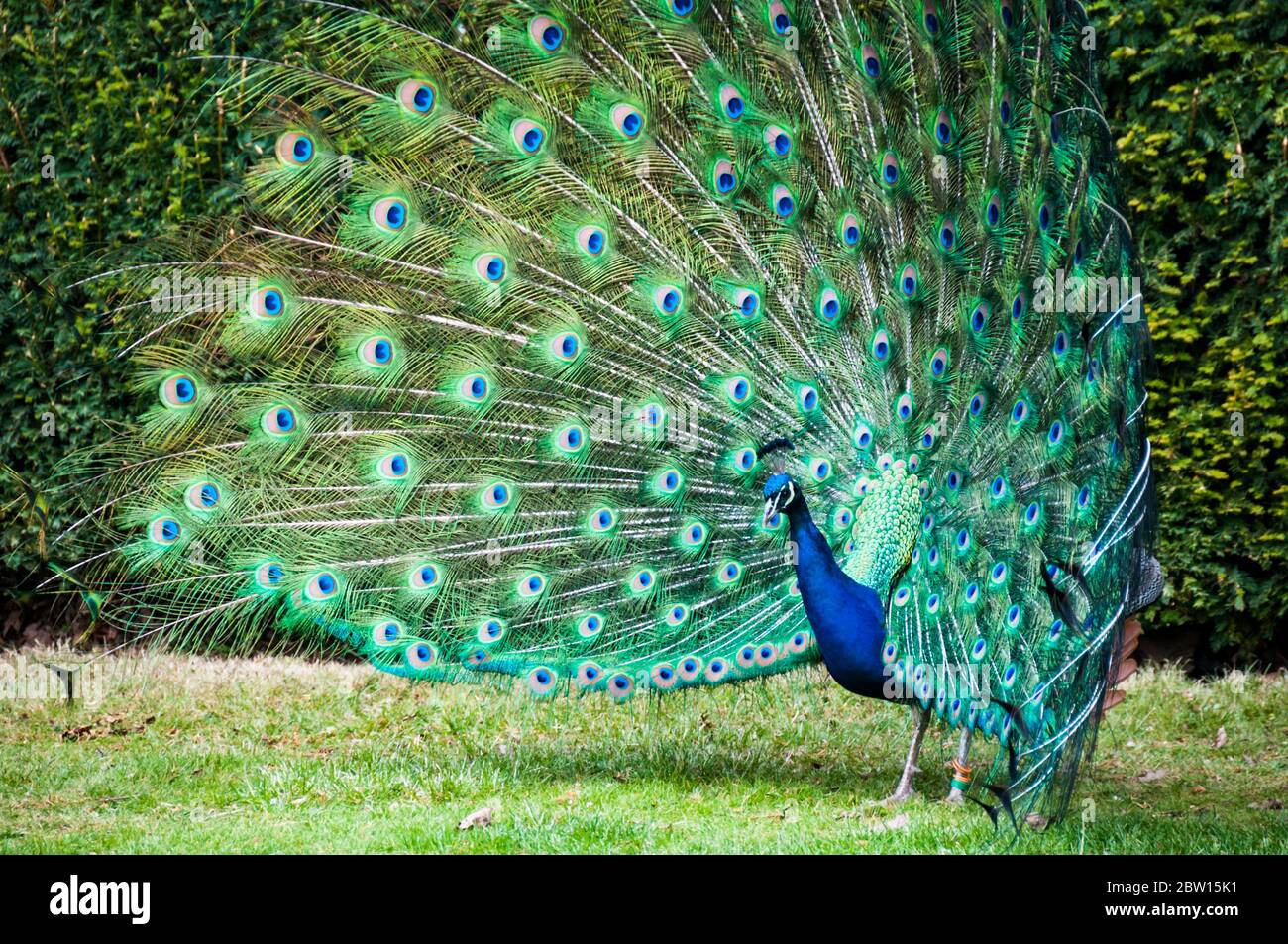 A male peafowl (peacock) with its tail feathers in full fan display. Picture taken in the gardens of Warwick Castle. Stock Photo