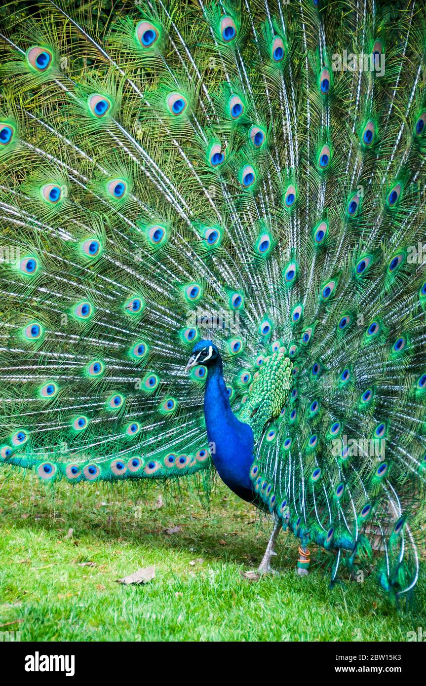 A male peafowl (peacock) with its tail feathers in full fan display. Picture taken in the gardens of Warwick Castle. Stock Photo