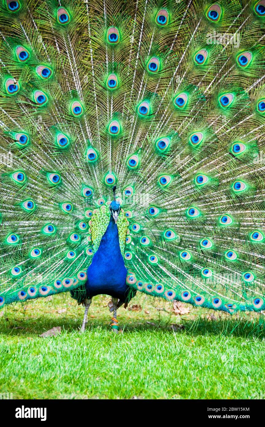 A male peafowl (peacock) with its tail feathers in full fan display. Picture taken in the gardens of Warwick Castle. Stock Photo