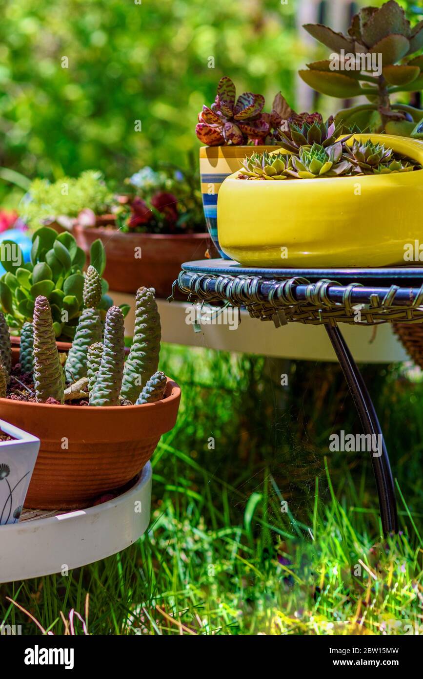 Unique adorable summer garden with succulent and cactus plant. Pretty outdoor design. Magic Succulent Plants flowerbed. Vertical image. Stock Photo