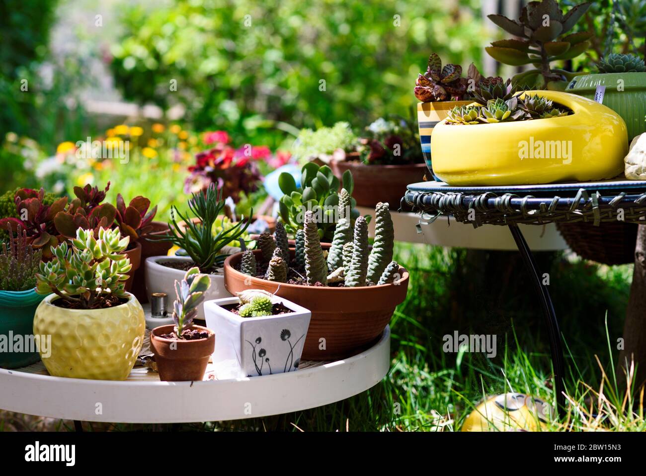 Unique adorable summer garden with succulent and cactus plant. Pretty outdoor design. Magic Succulent Plants flowerbed. Horisontal image. Stock Photo