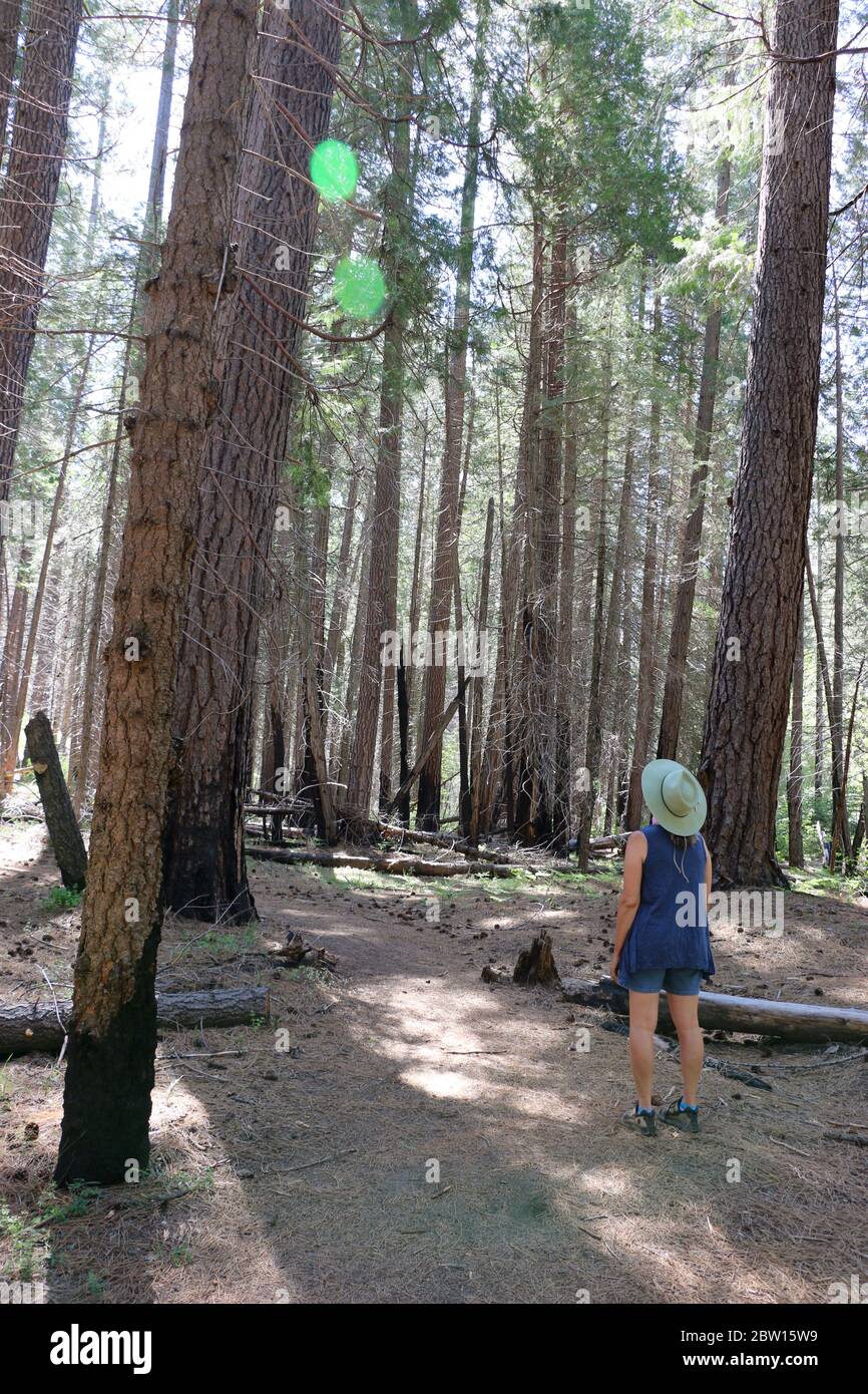 Woman peaceful forest hi-res stock photography and images - Alamy